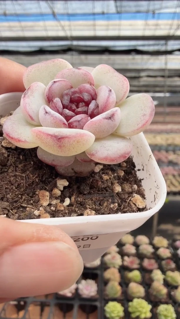 东云多肉园新款-200