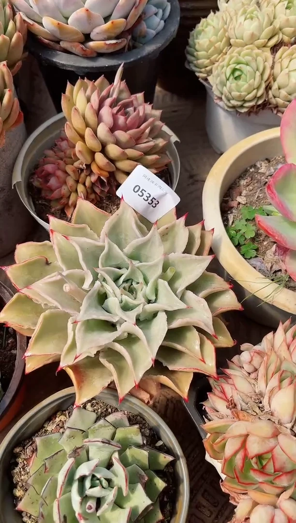 【闪购商品】05353