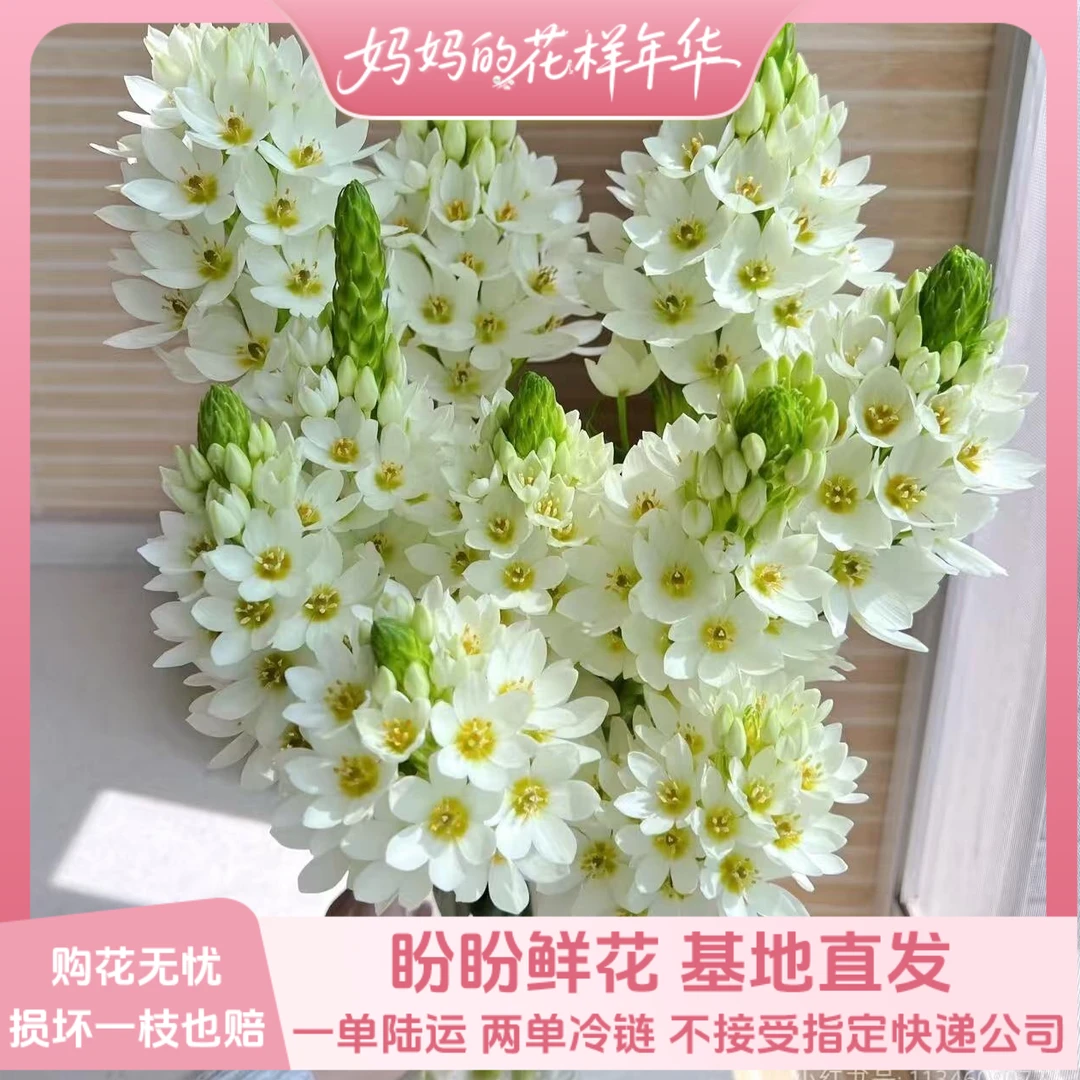 【盼盼鲜花】圣心百合 小清新  一单陆运/两单升级冷链发 云南鲜花