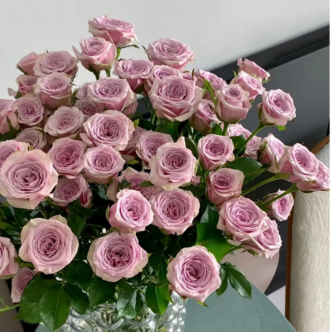 【仙女座｜莱拉】稀有多头玫瑰 新手友好 高贵淡紫色多头玫瑰