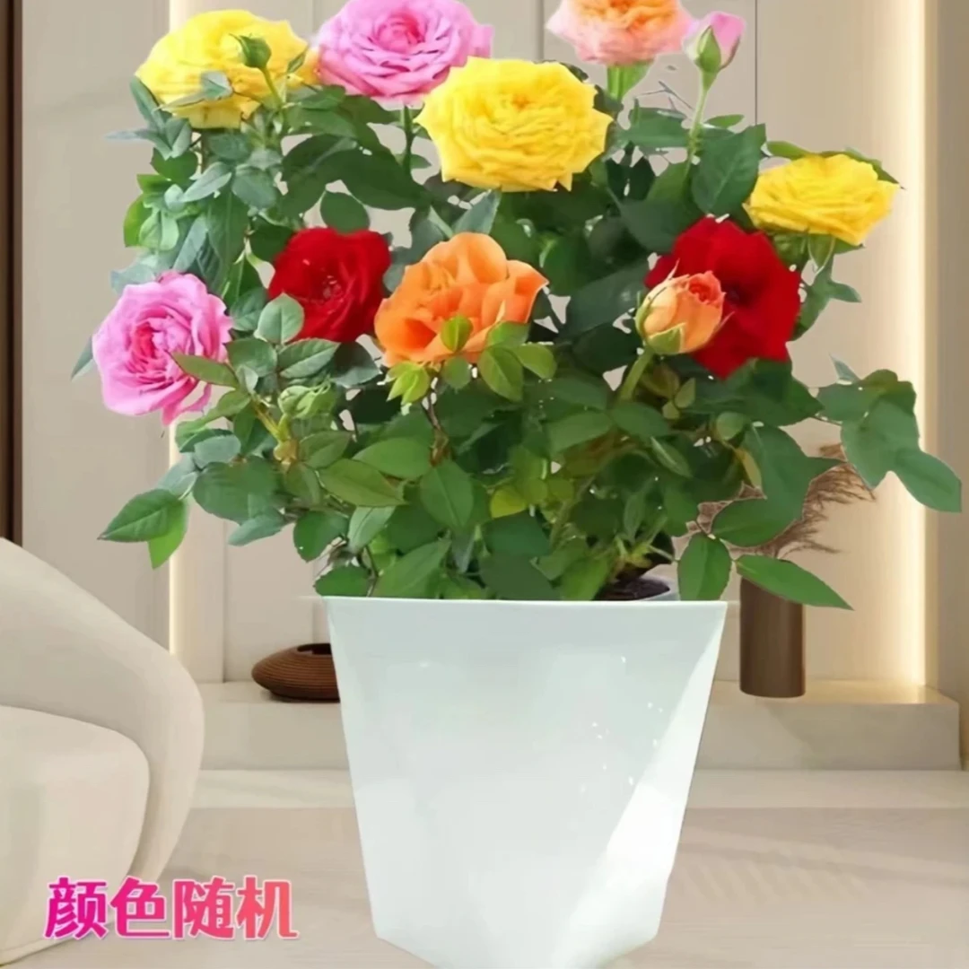 【多色月季带花苞直发】四季开花阳台月季花苗花卉