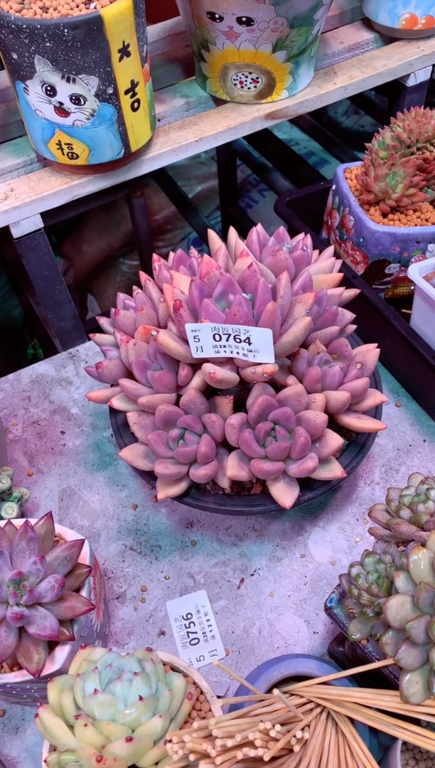 0764桃花源啊啊啊啊~~~