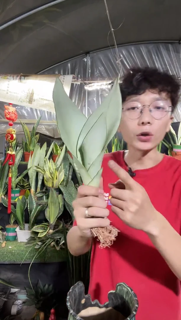 奶油白玉裸根5棵9.9