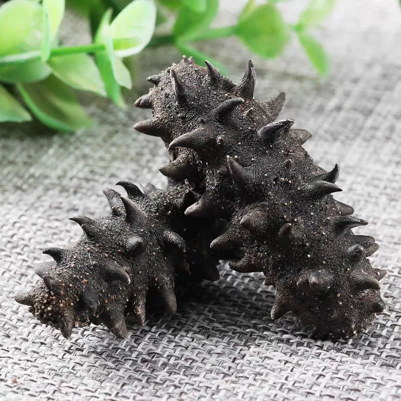 精选靓货 80头辽参刺参海参 淡干 野野靓货