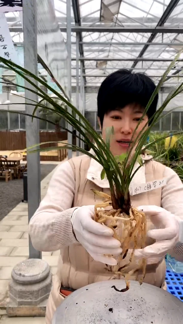 【闪购商品】金泉，3927