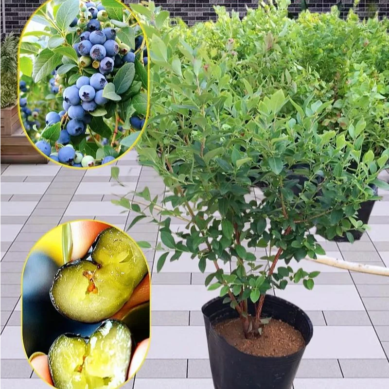 【苗情对版原土带叶子发货南方北方可种优质种苗】