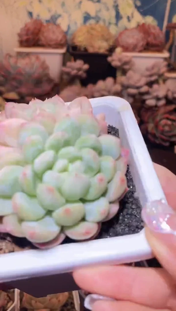 【闪购商品】281绵绵冰