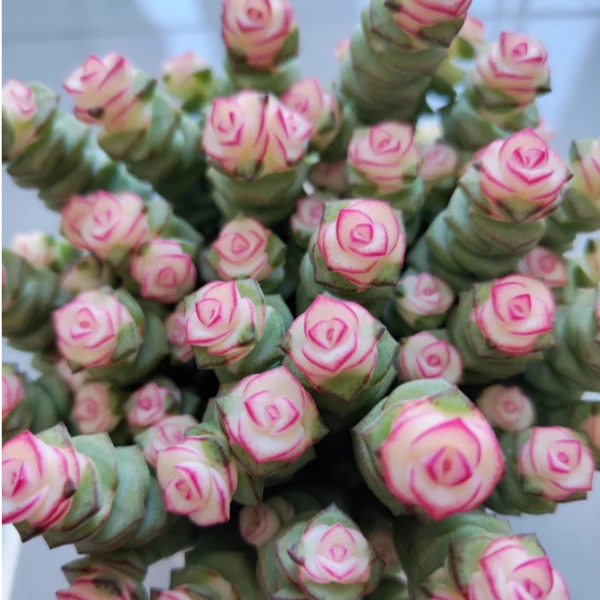 中号钱串子  好看好养 多肉植物 云南昆明发货