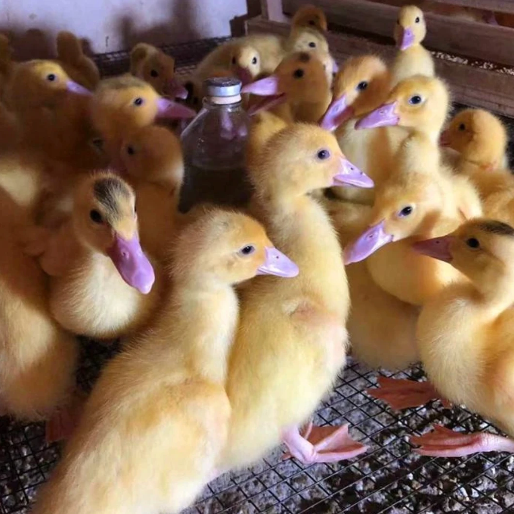 宠物活体白番25个送5个路损包邮包活