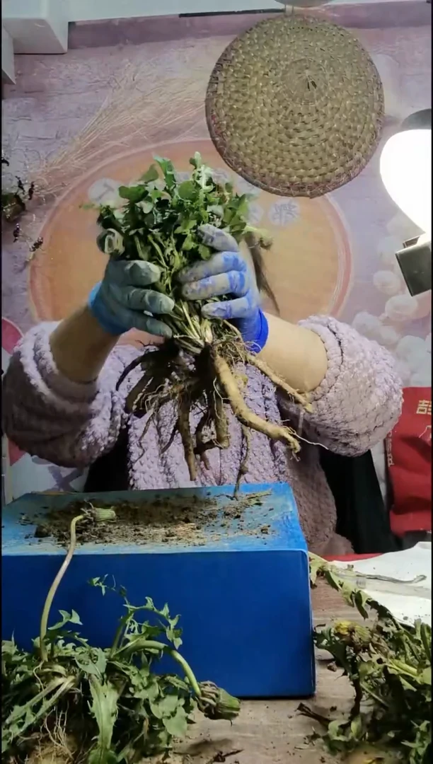 少量花朵（建议范围：2朵-5朵 或40%以下）？**？蒲公英