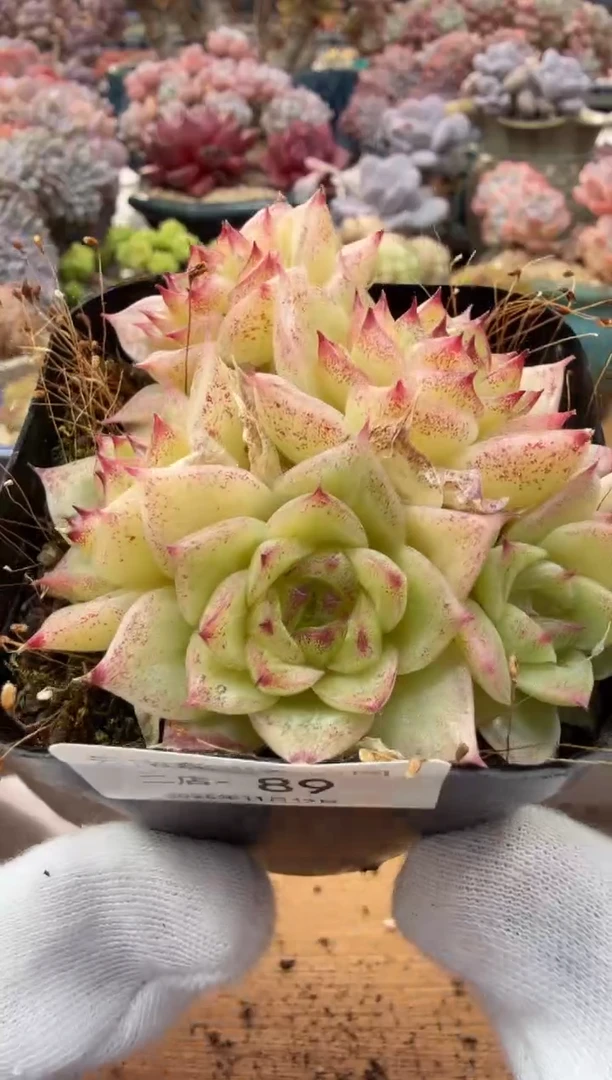 东云多肉园二店-89