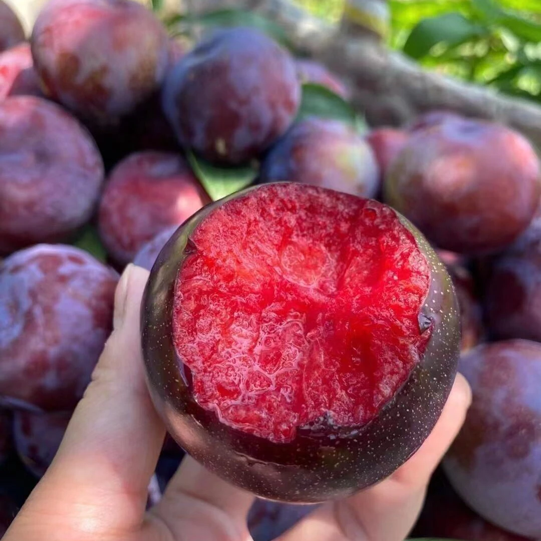 【疁城优选】产地直采/玫瑰李/精选大果