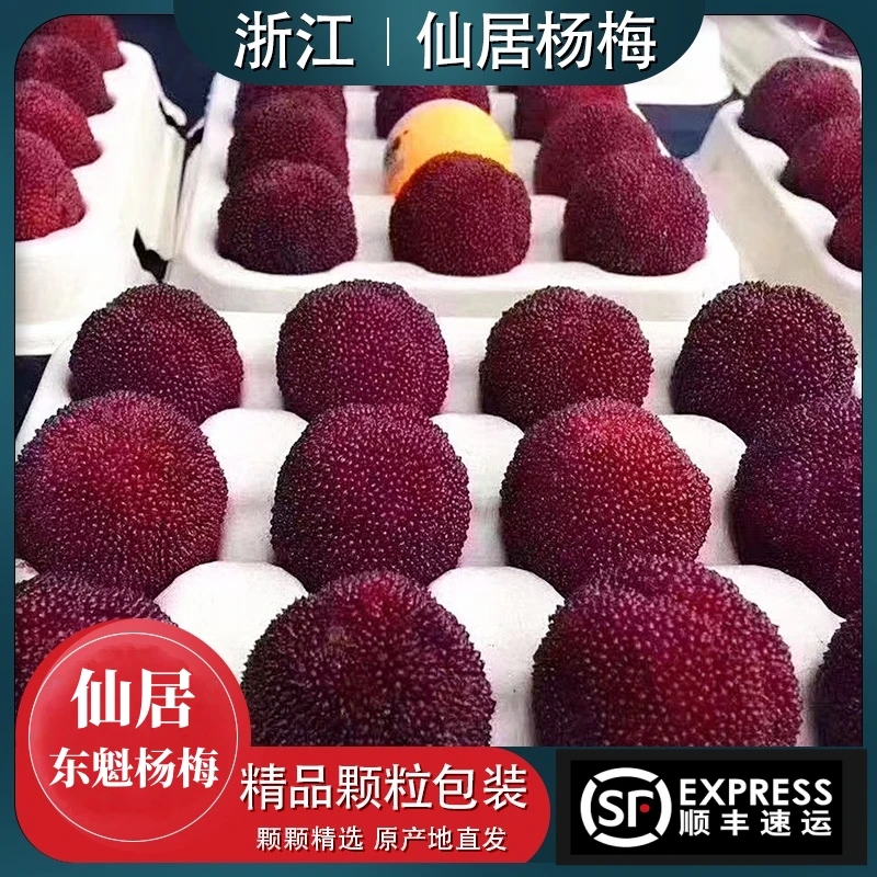 【顺丰包邮】正宗仙居高山东魁杨梅新鲜凌晨现采现摘精品颗粒礼盒装