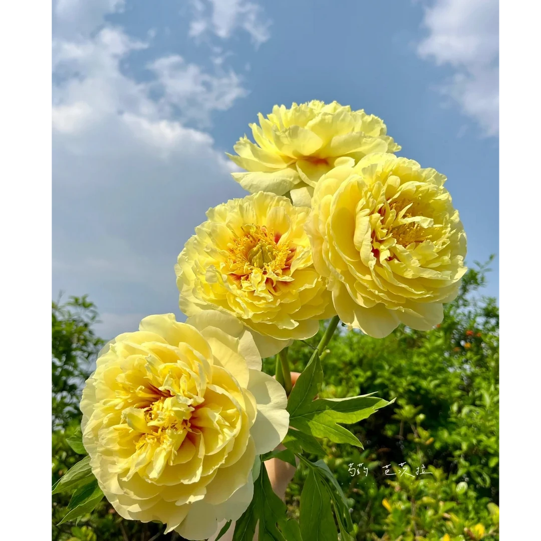 [现货-芭茨拉] 芍药鲜切花，山东基地直发 顺风包邮