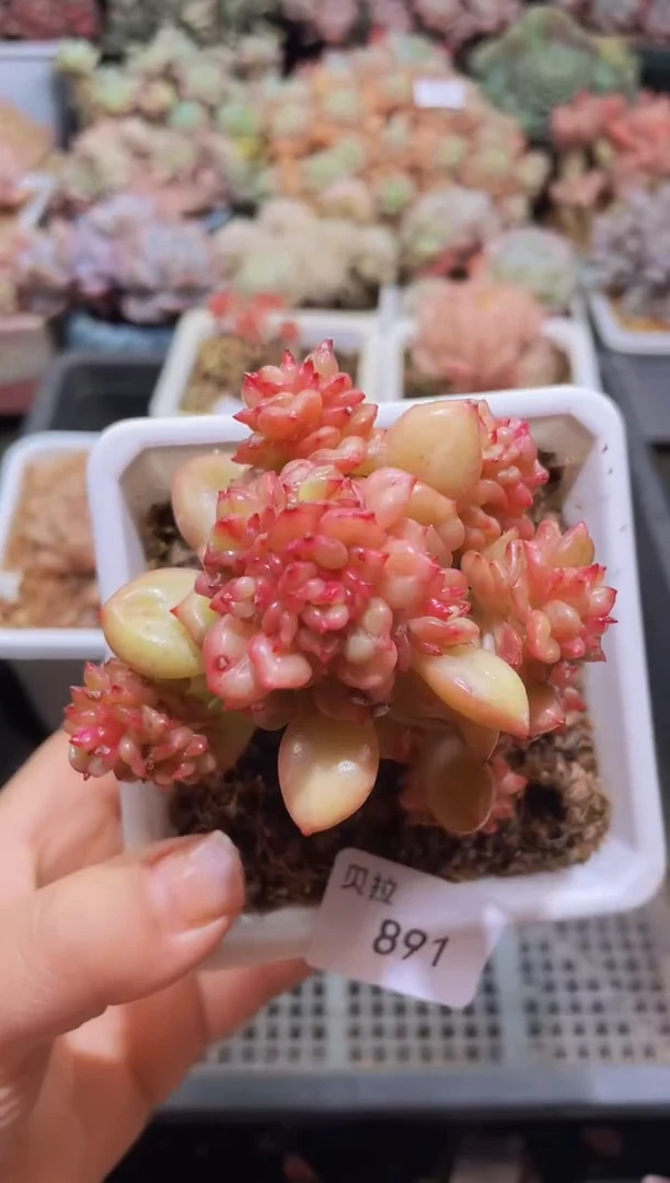 【闪购商品】891苹果花