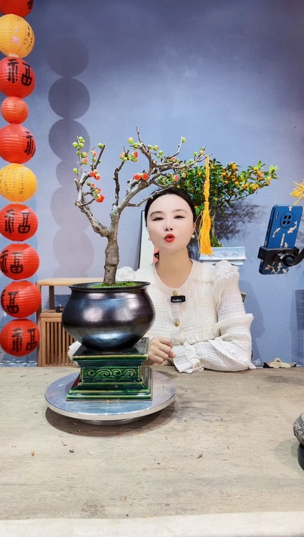【闪购商品】盆景海棠 长寿冠