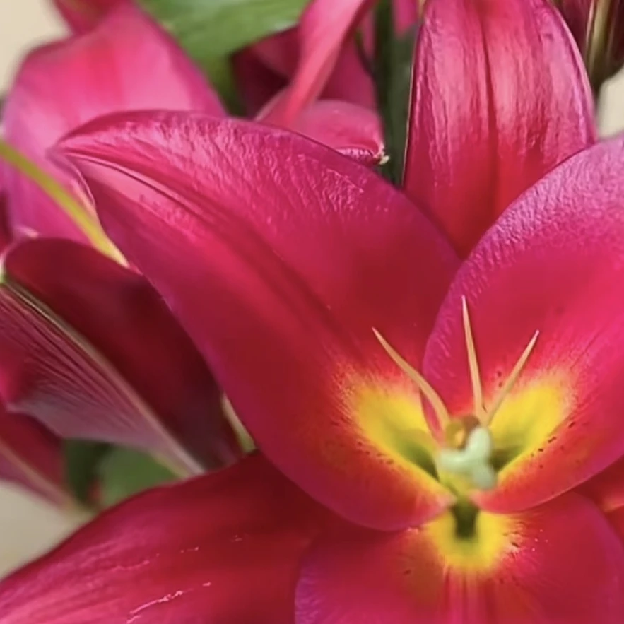 火石 （大红色香水百合 ）东北基地直发 顺丰包邮到家