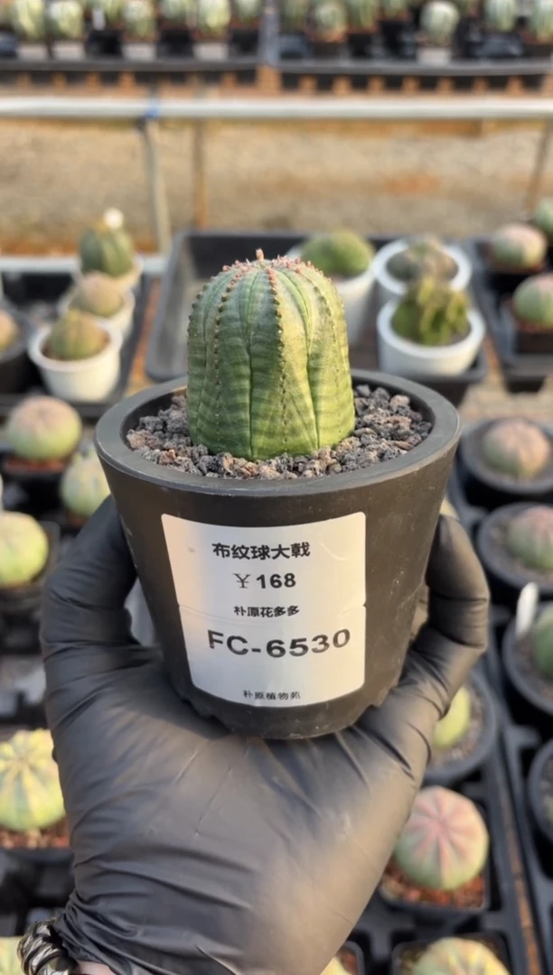 布纹球大戟FC-6530