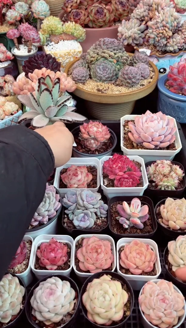 【闪购商品】7214整框多肉15颗多肉