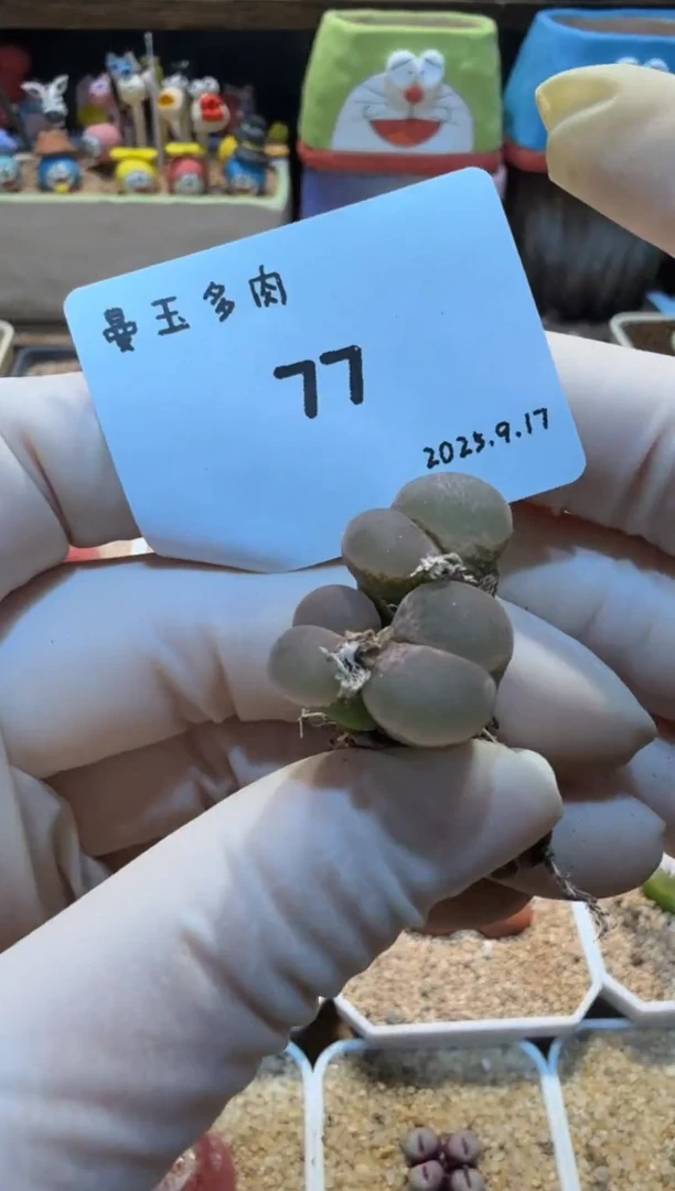 用****125.9.17-77多肉