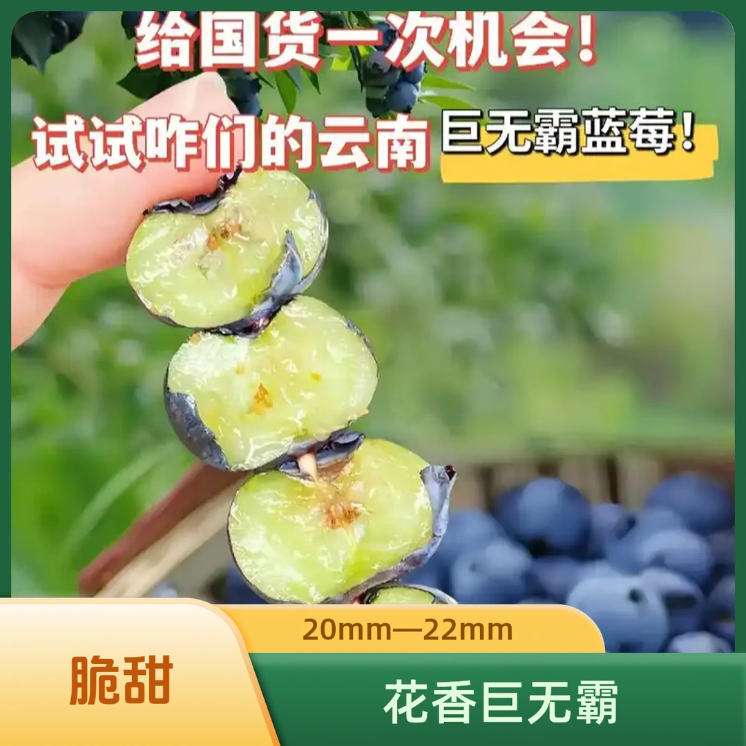【花香霸王果】澄江抚仙湖基地现摘现发高山花香脆甜口蓝莓