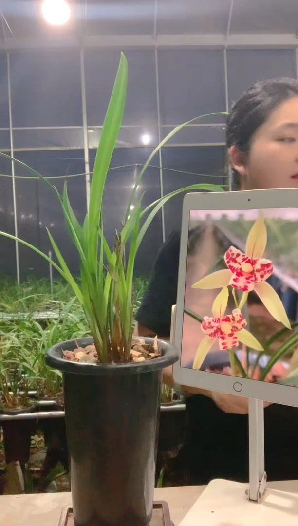 当前无花朵，栽培后可花朵宝岛仙女2苗1花