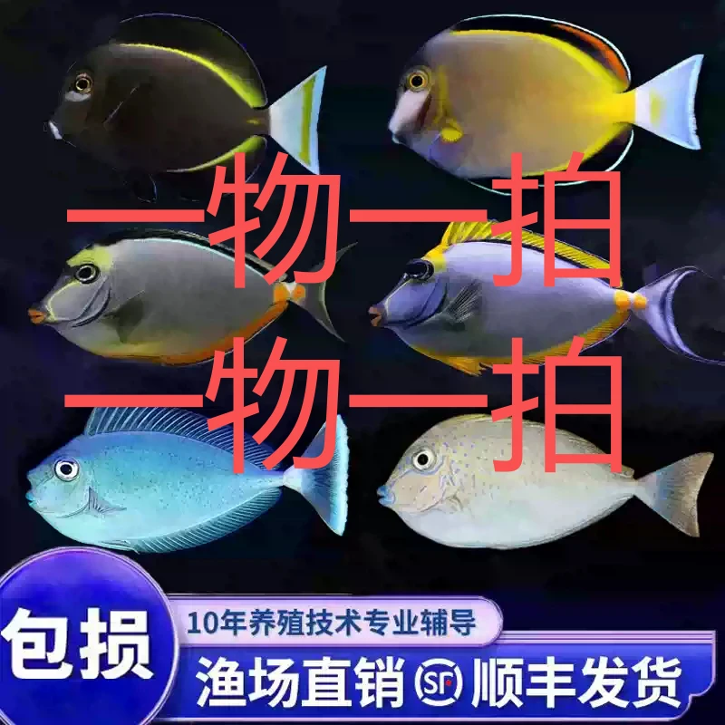 海水观赏鱼蝶类,仙类，吊类，小丑，直播间一物一拍