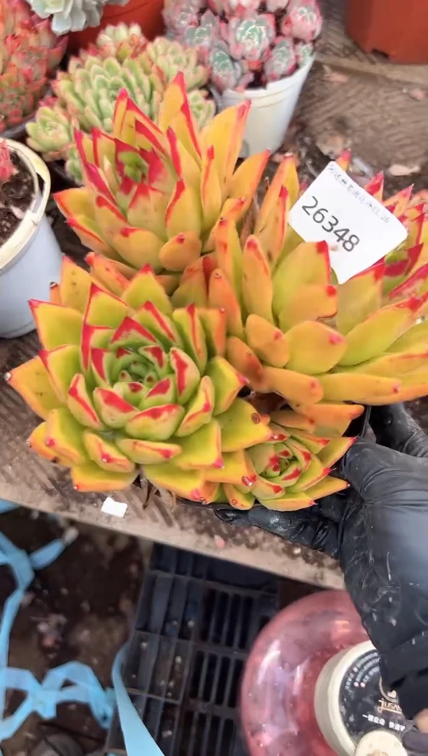 花***宿多肉植物一物一拍26348