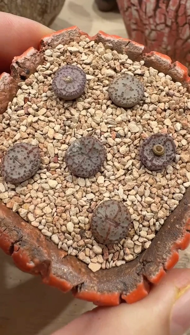 161多肉植物肉锥一颗