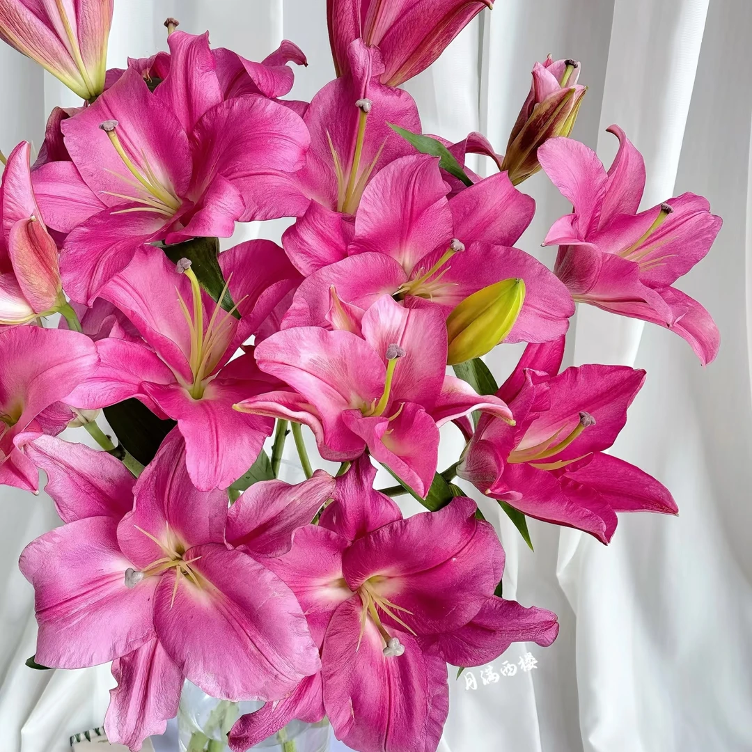 特A级三头（大莲香水百合） 东北鲜花原产地黑吉辽蒙顺丰包邮