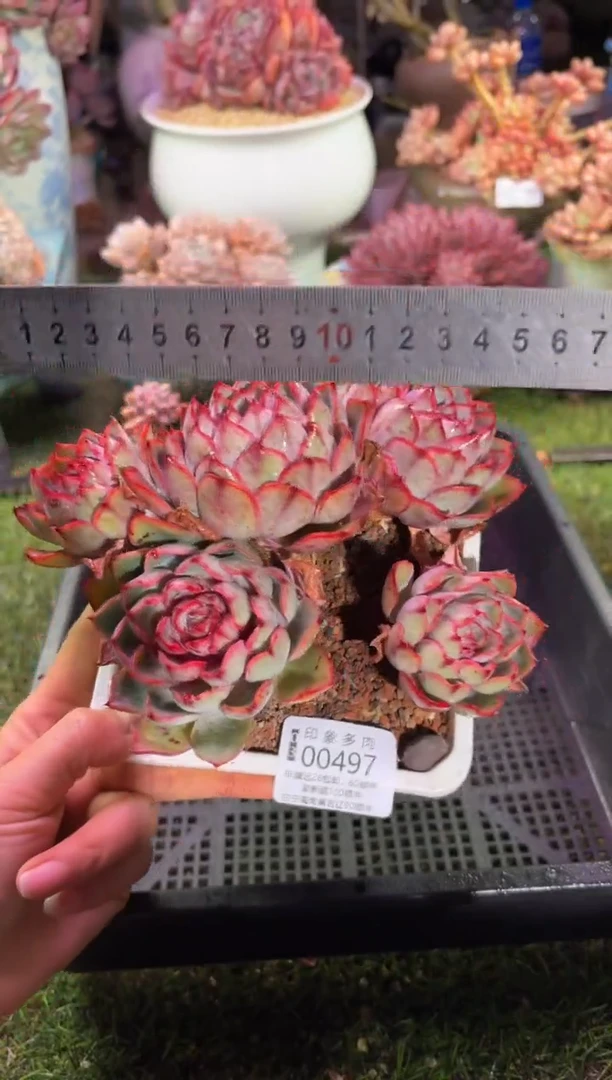 【闪购商品】00497