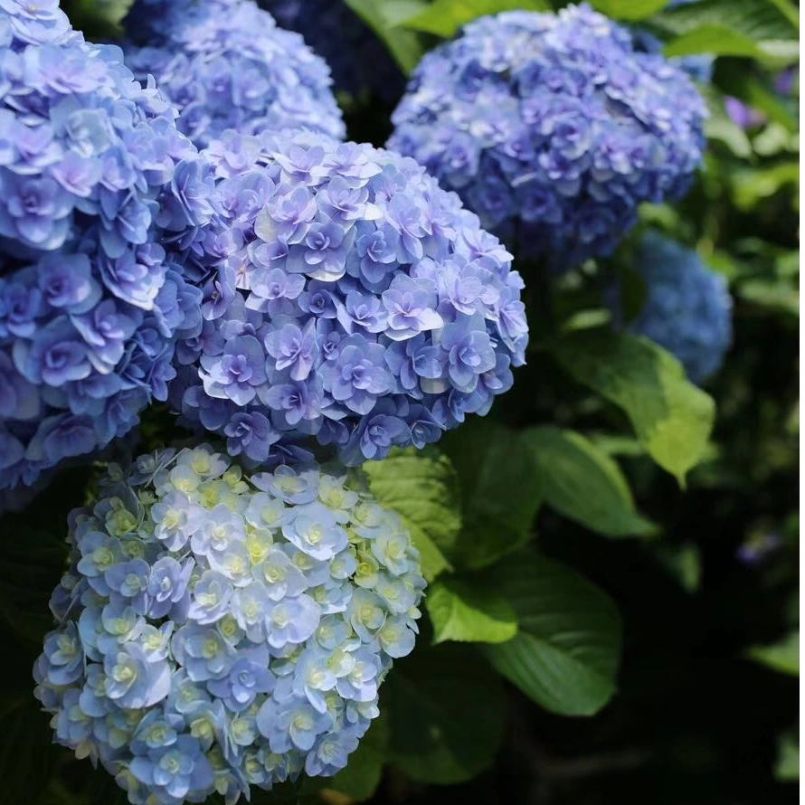 花彩新品大花绣球花150#盆栽苗四季易养耐寒庭院花卉多年生植物