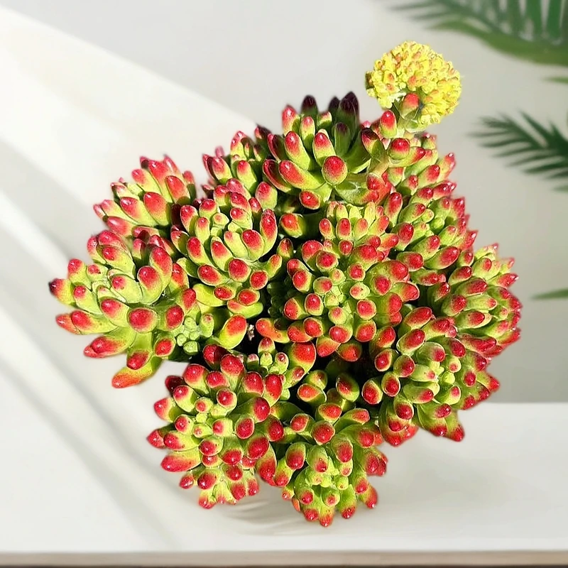 XP万花筒多肉植物颜色好看带盆带土非常好养适合新手耐热