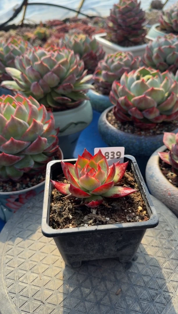 【闪购商品】A839惊鸿仙子（裸根发货）