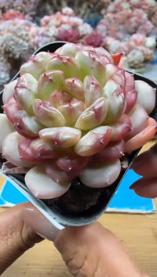 东云多肉园二店-63