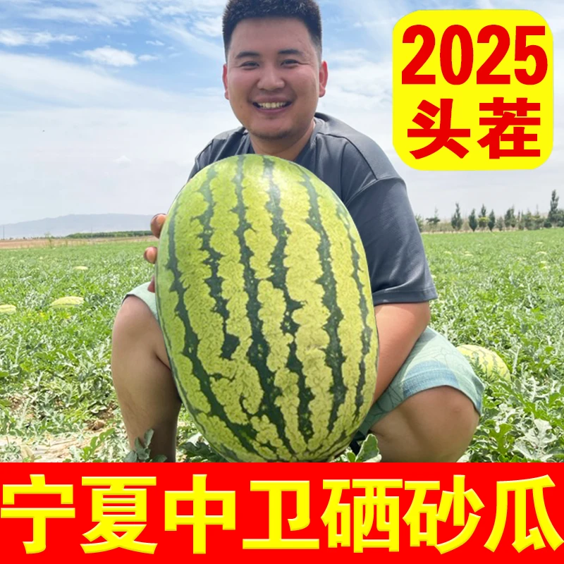 【空运包邮】宁夏中卫硒砂瓜西瓜水果新鲜头茬正宗石头