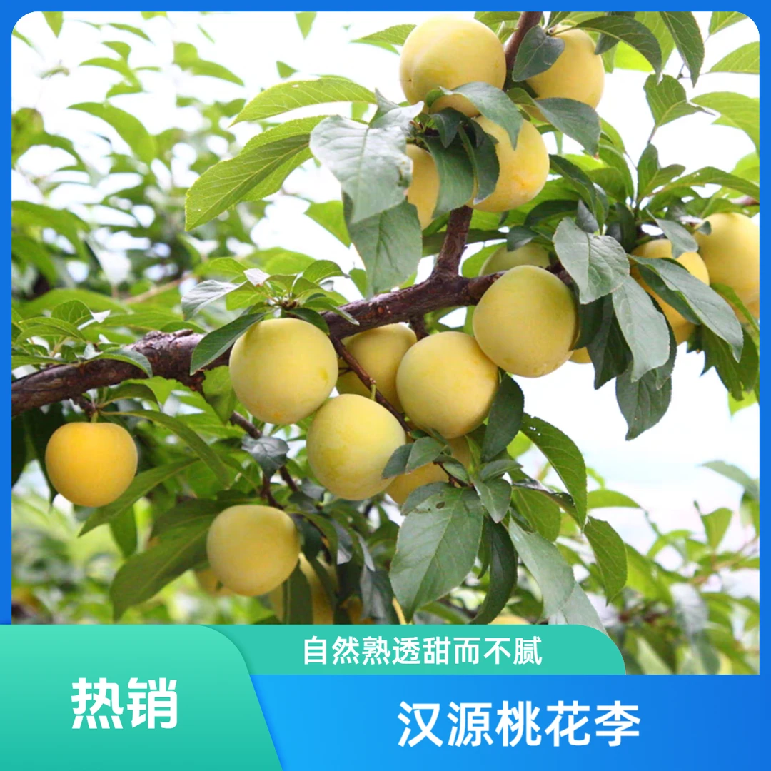 [坏果包赔] 汉源桃花李（冰糖李）新鲜现摘黄金奈李