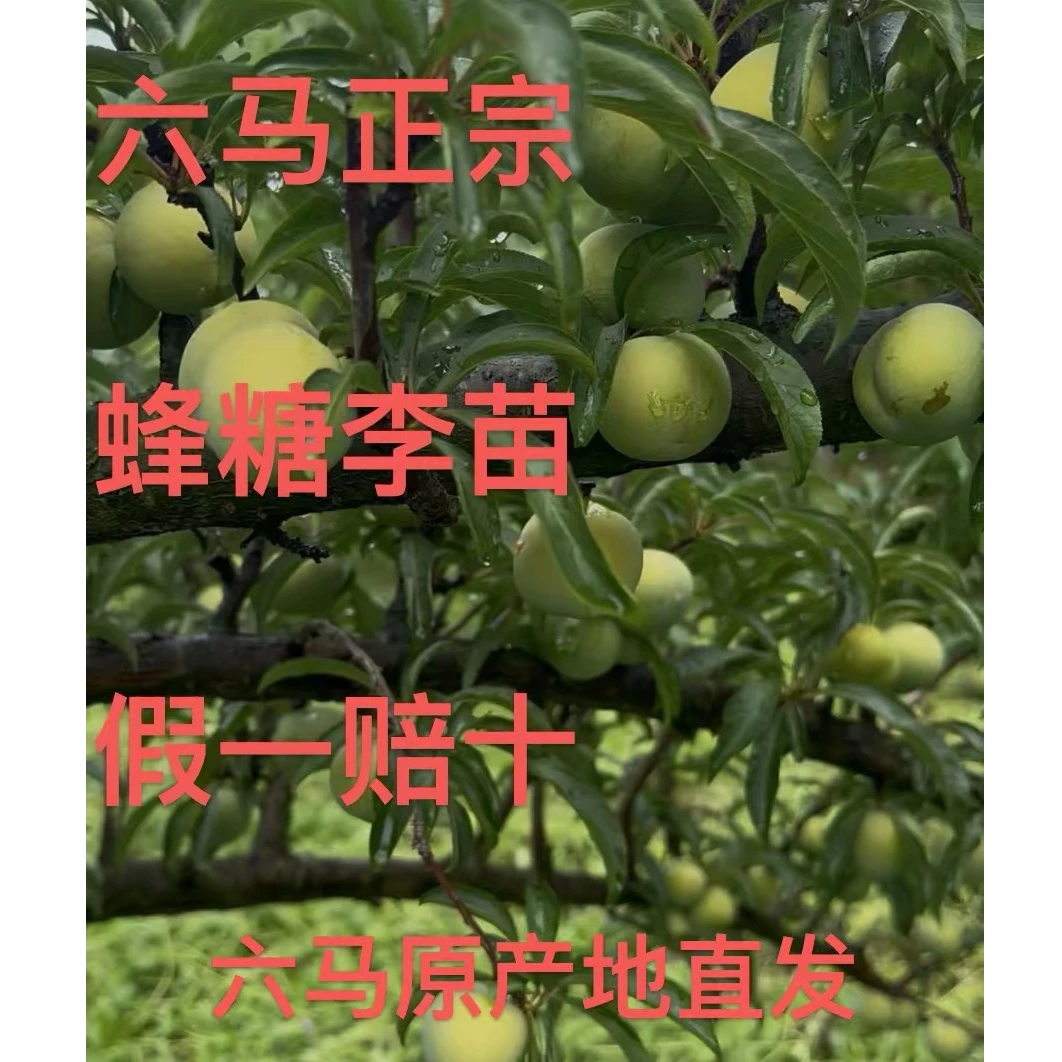 六马正宗蜂糖李树苗