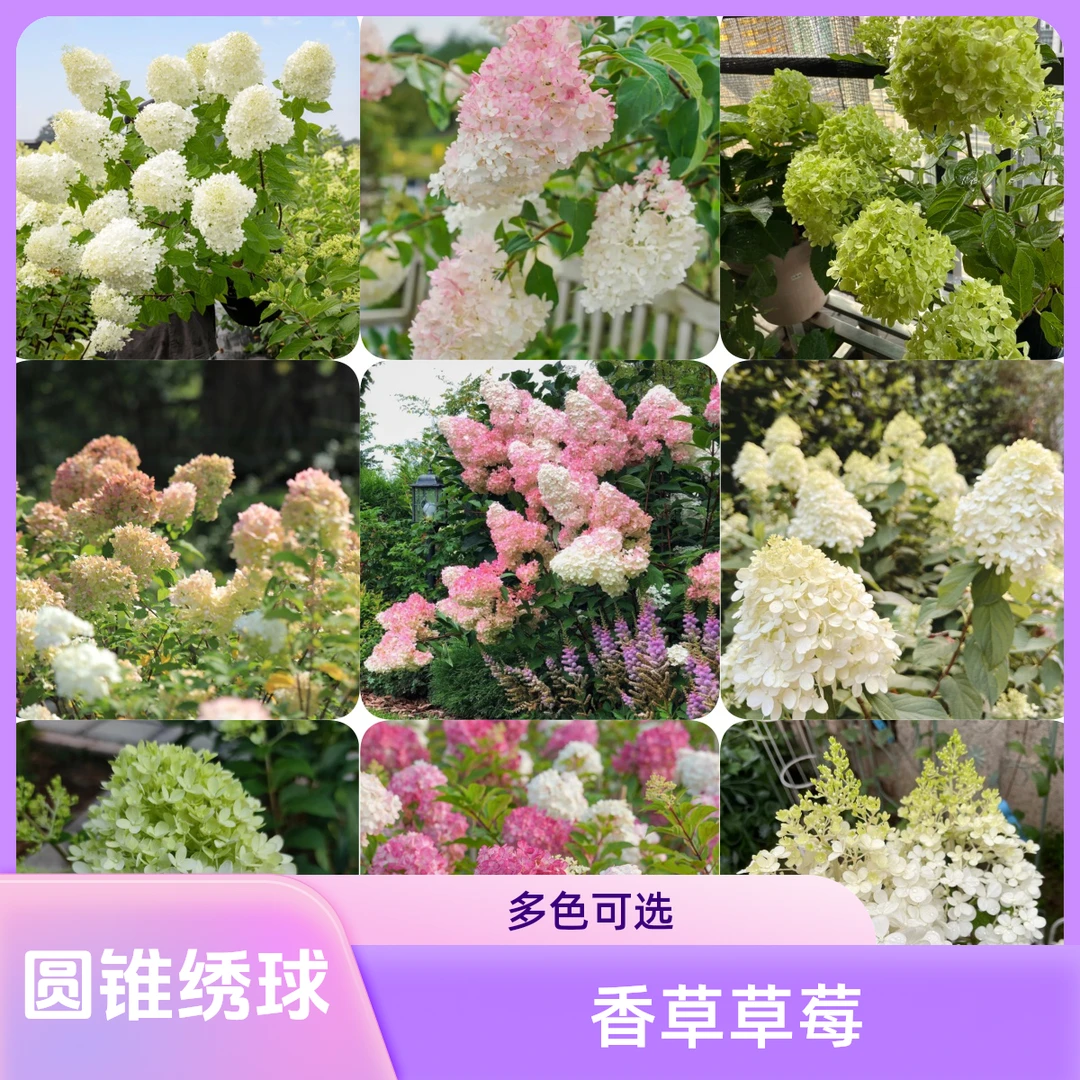 云南圆锥绣球花苗香草草莓石灰灯绣球花耐寒耐晒夏日美人盆栽植物