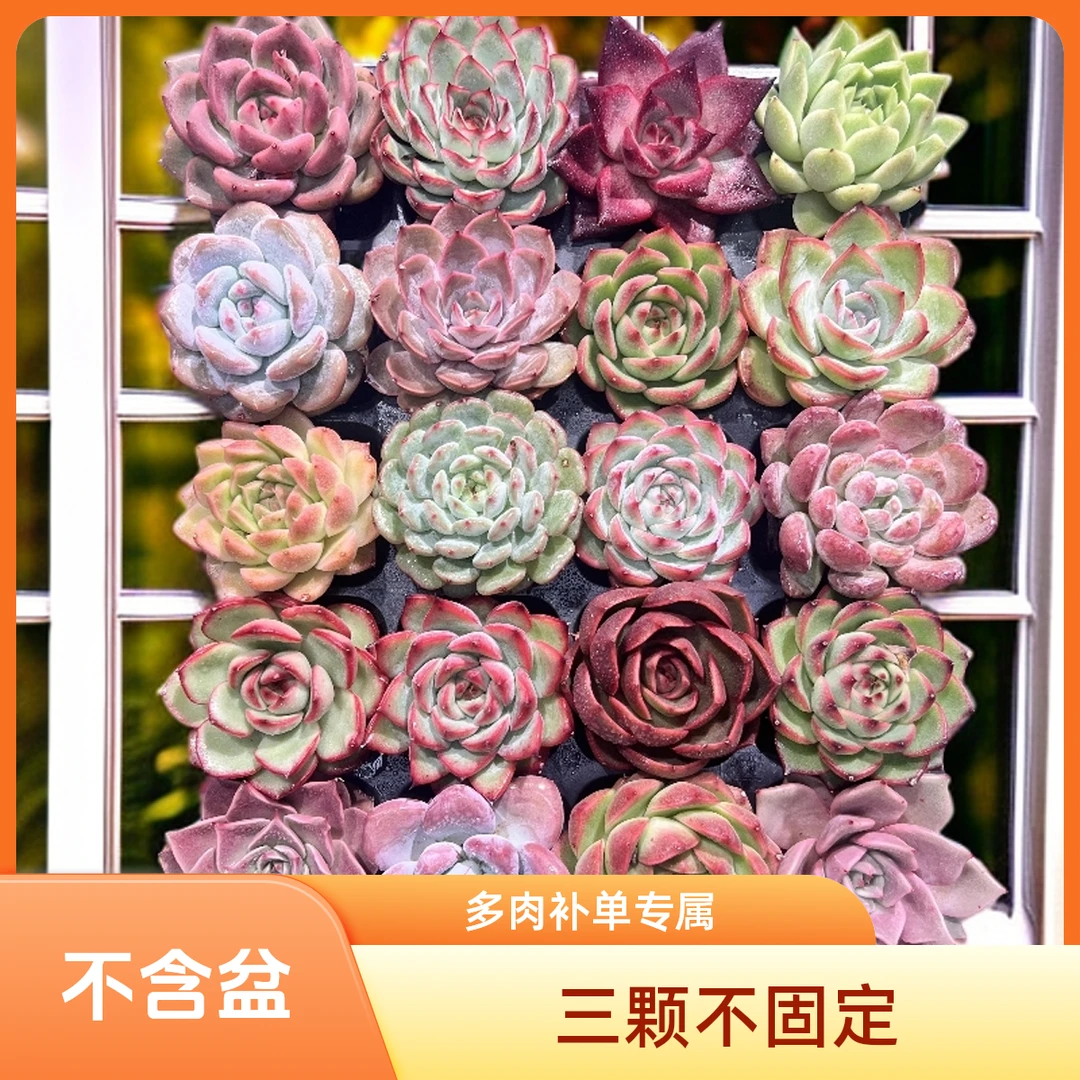 深红--【①号 夏日福利】老粉补单多肉专用链接
