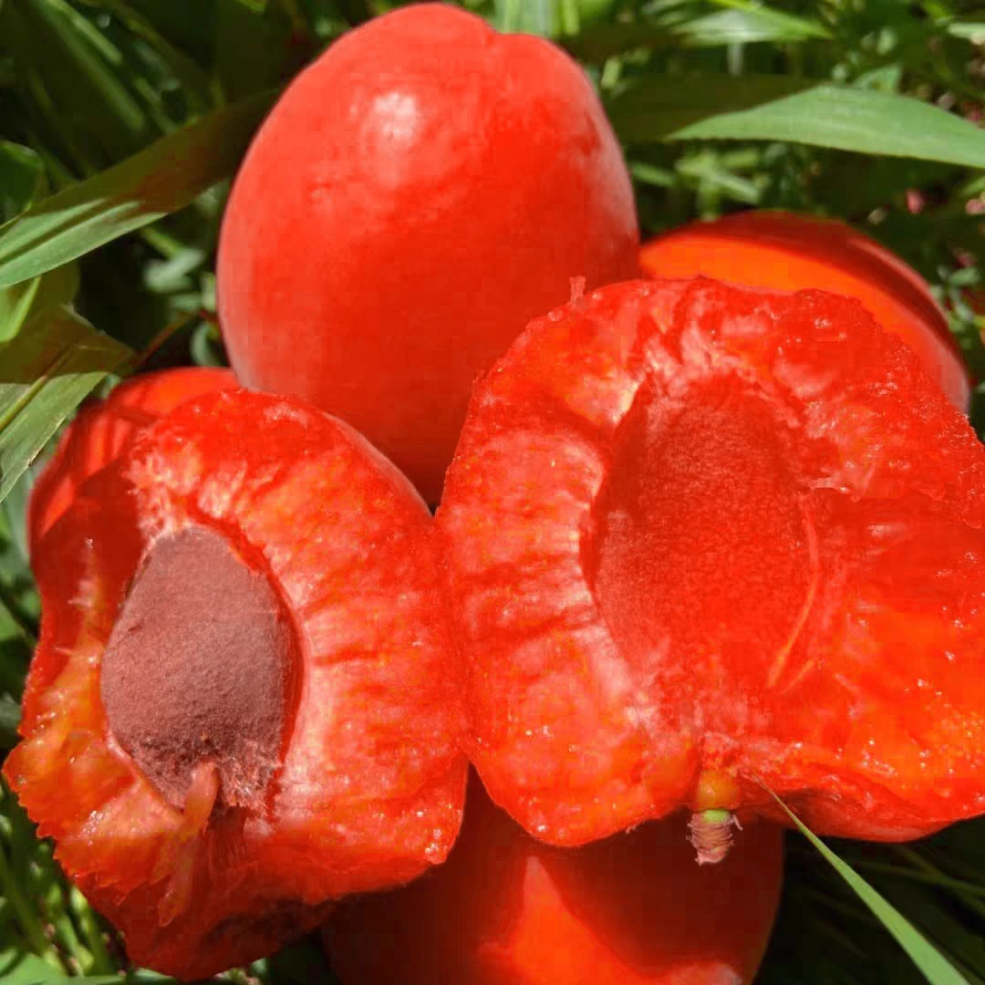 【嫁接杏树苗】沙金红杏大果红杏帝王杏南方北方新品耐寒抗旱果树苗