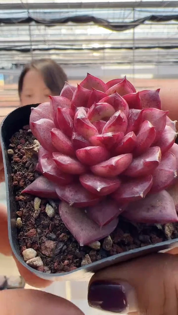 【闪购商品】新款多肉-189