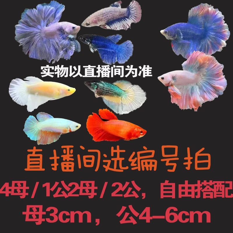直播间拍泰国斗鱼半月糖果大耳热带淡水观赏鱼