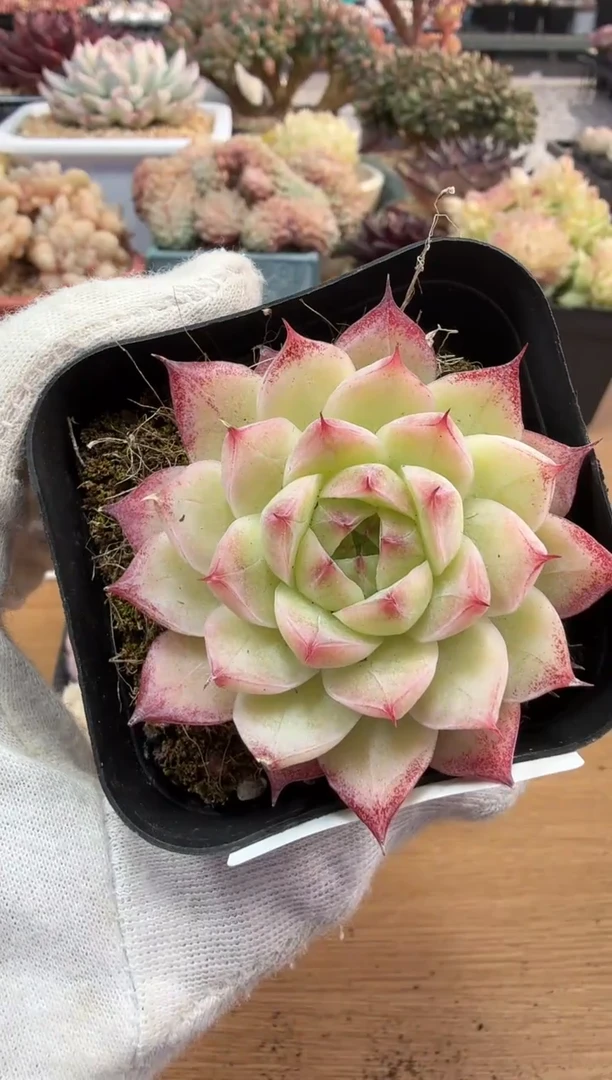 东云多肉园二店-160