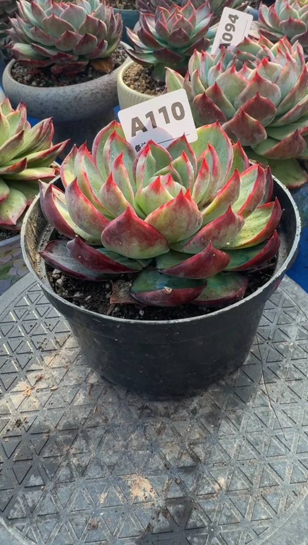 【闪购商品】A110惊鸿仙子（裸根发货）