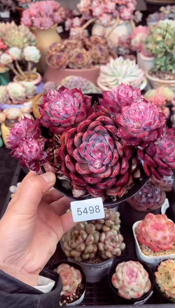 【闪购商品】5498群生多肉