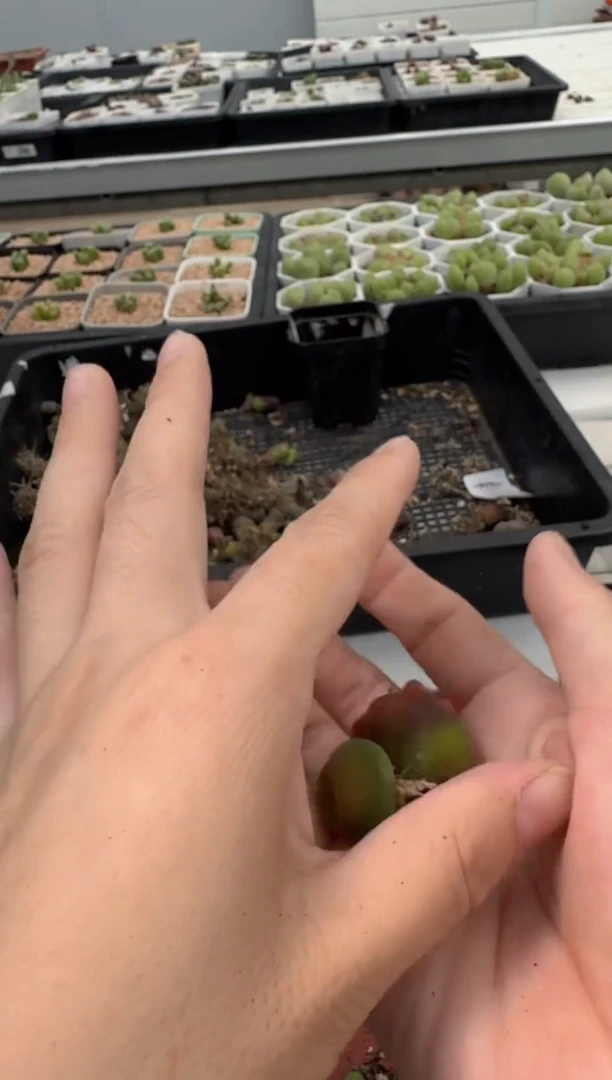 13-134多肉植物肉锥