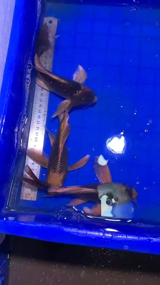 蝴蝶鲤鱼大**来蝴蝶鲤直播选鱼专用链接 凭开箱视频售后