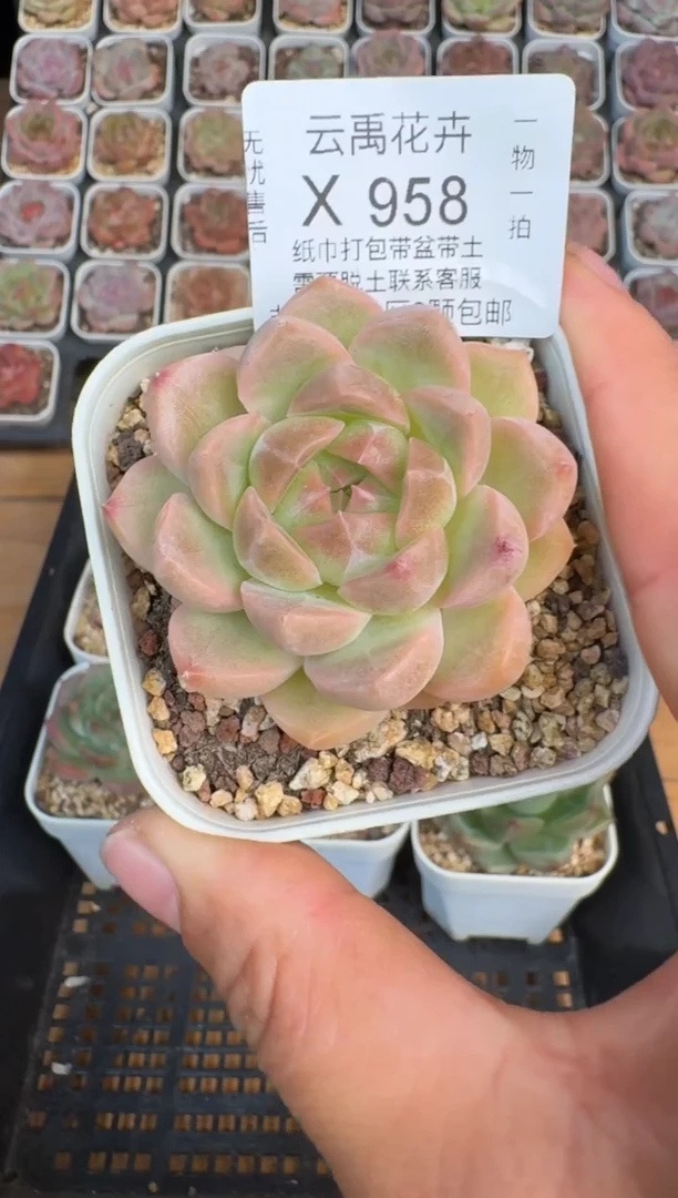 958X 珍妮多肉(6.5cm杯）一物一拍 带盆土发