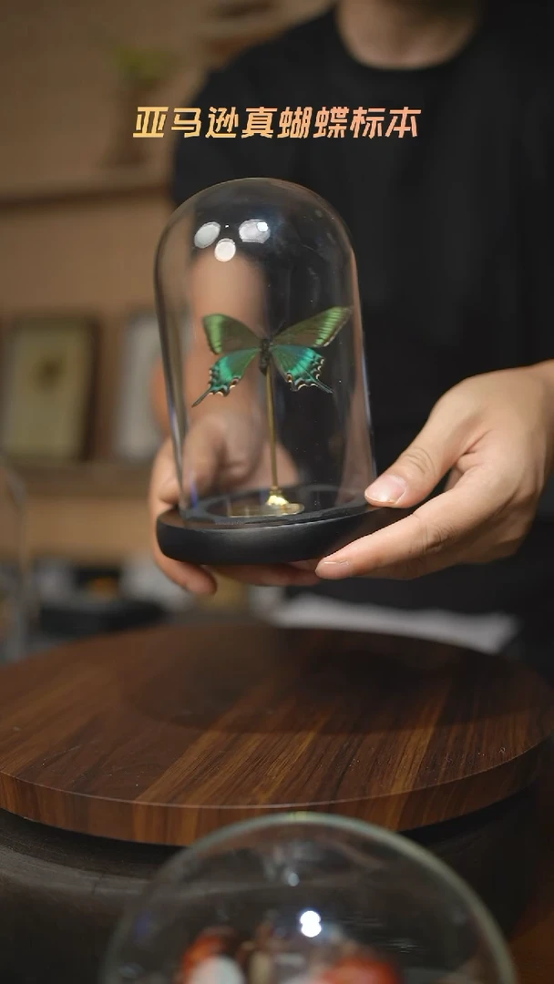 绿带翠凤蝶春型小号玻璃罩